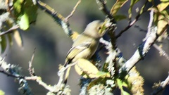 Vireo huttoni