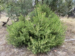 Persoonia rigida