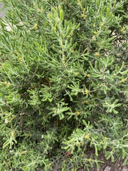 Persoonia rigida