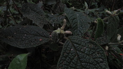 Piper artanthe