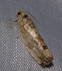 Pseudosciaphila duplex