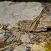 Eastern Grey Bush-Cricket - Photo (c) Giacomo Gola, some rights reserved (CC BY-NC), uploaded by Giacomo Gola