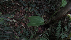 Passiflora azeroana