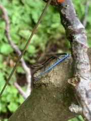 Emoia caeruleocauda