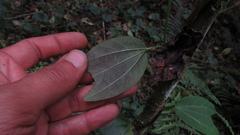 Passiflora azeroana