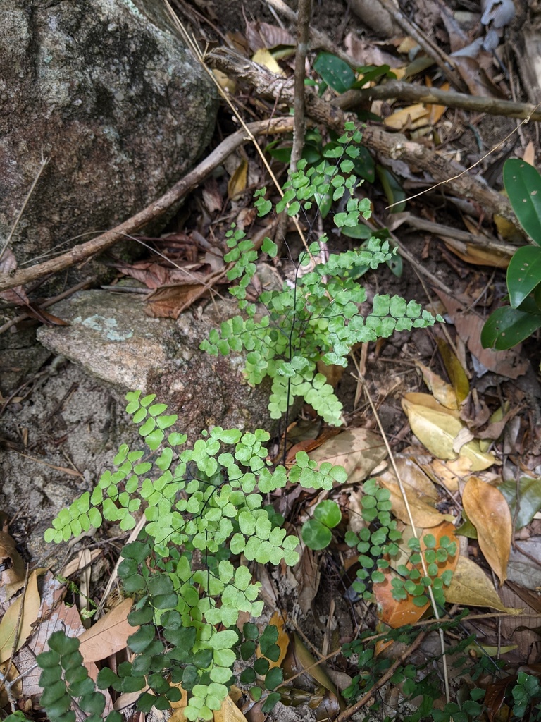Adiantum stenochlamys (Adiantum stenochlamys)