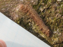 Paralebeda plagifera