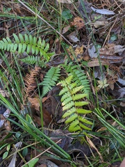 Dryopteris ludoviciana