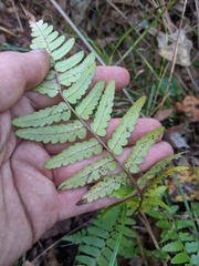 Dryopteris ludoviciana