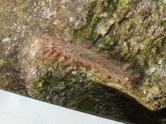Paralebeda plagifera
