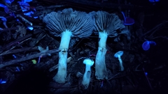 Meottomyces dissimulans