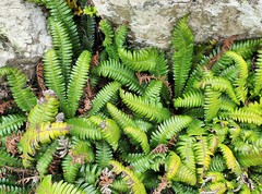 Blechnum durum