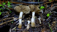 Meottomyces dissimulans