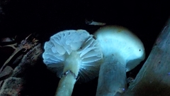 Meottomyces dissimulans