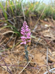 Comesperma polygaloides