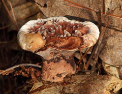 Hydnellum scrobiculatum
