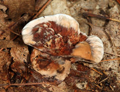 Hydnellum scrobiculatum