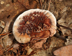 Hydnellum scrobiculatum