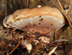 Hydnellum scrobiculatum