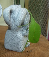 Mastighaphoides haffneri