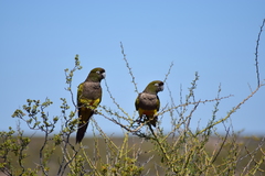 Cyanoliseus patagonus