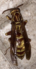 Polistes apachus apachus