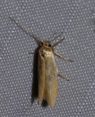 Holcocera immaculella