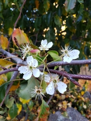 Pyrus kawakamii