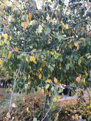 Pyrus kawakamii