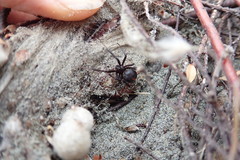 Latrodectus katipo