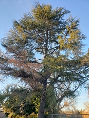 Cedrus deodara