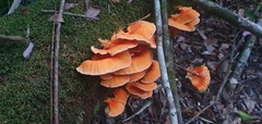 Laetiporus versisporus