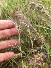 Eriachne schultziana