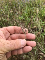 Eriachne schultziana