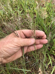 Eriachne schultziana