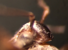 Gnorimoschema septentrionella