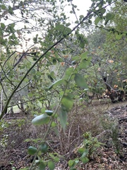 Ceanothus oliganthus sorediatus