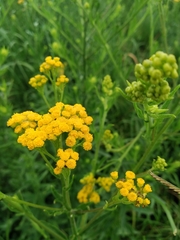 Nidorella auriculata