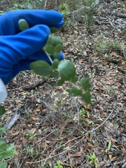 Ceanothus oliganthus sorediatus