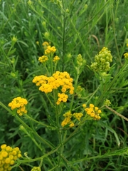 Nidorella auriculata