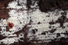 Mucronella bresadolae