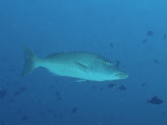 Lethrinus olivaceus