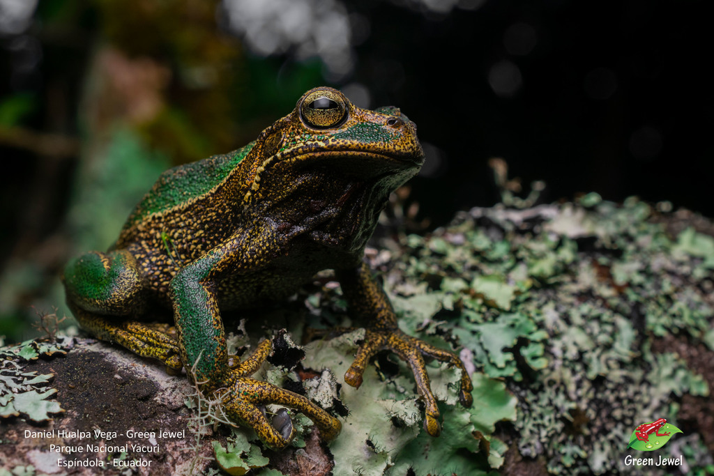 Turner's Marsupial Frog