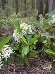 Olearia viscosa