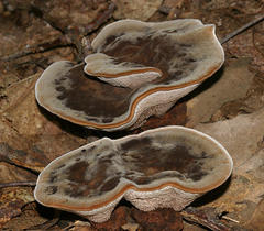 Phellodon niger alboniger