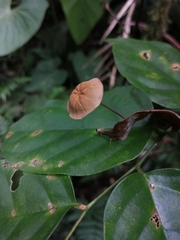 Marasmius hypophaeus