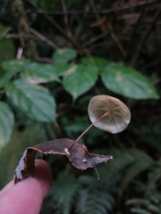 Marasmius hypophaeus
