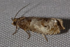 Notocelia rosaecolana