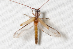 Styloxus fulleri fulleri