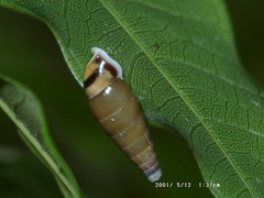 Image of Anoma levis